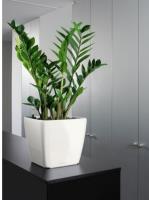 Inscape Indoor Plant Hire image 5